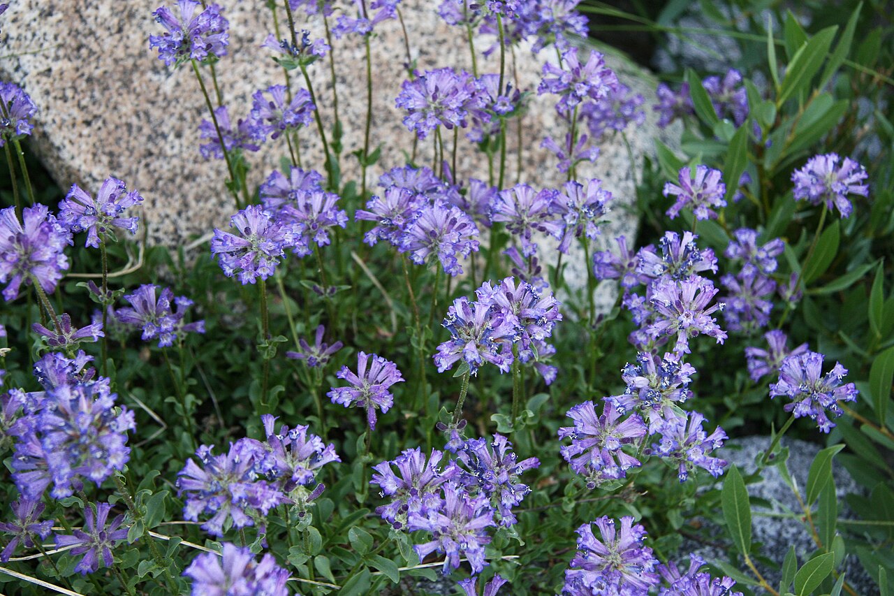 Rydberg’s Penstemon (Penstemon rydbergii) - PlantNative.org Rydberg’s penstemon flowering beside the route to Marie Lakes in California’s Sierra Nevada.