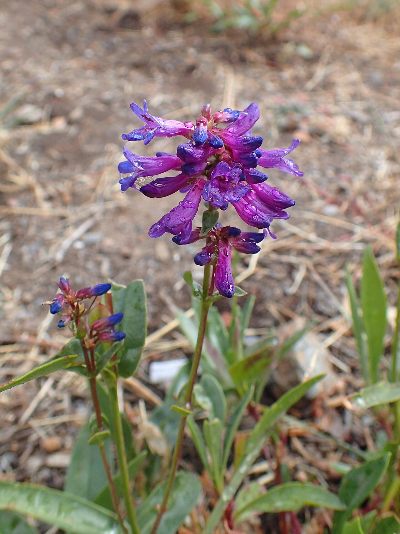 Rydberg’s Penstemon (Penstemon rydbergii) - PlantNative.org Flower tiers and opposite leaves of Rydberg’s penstemon at Crater Lake, Oregon.