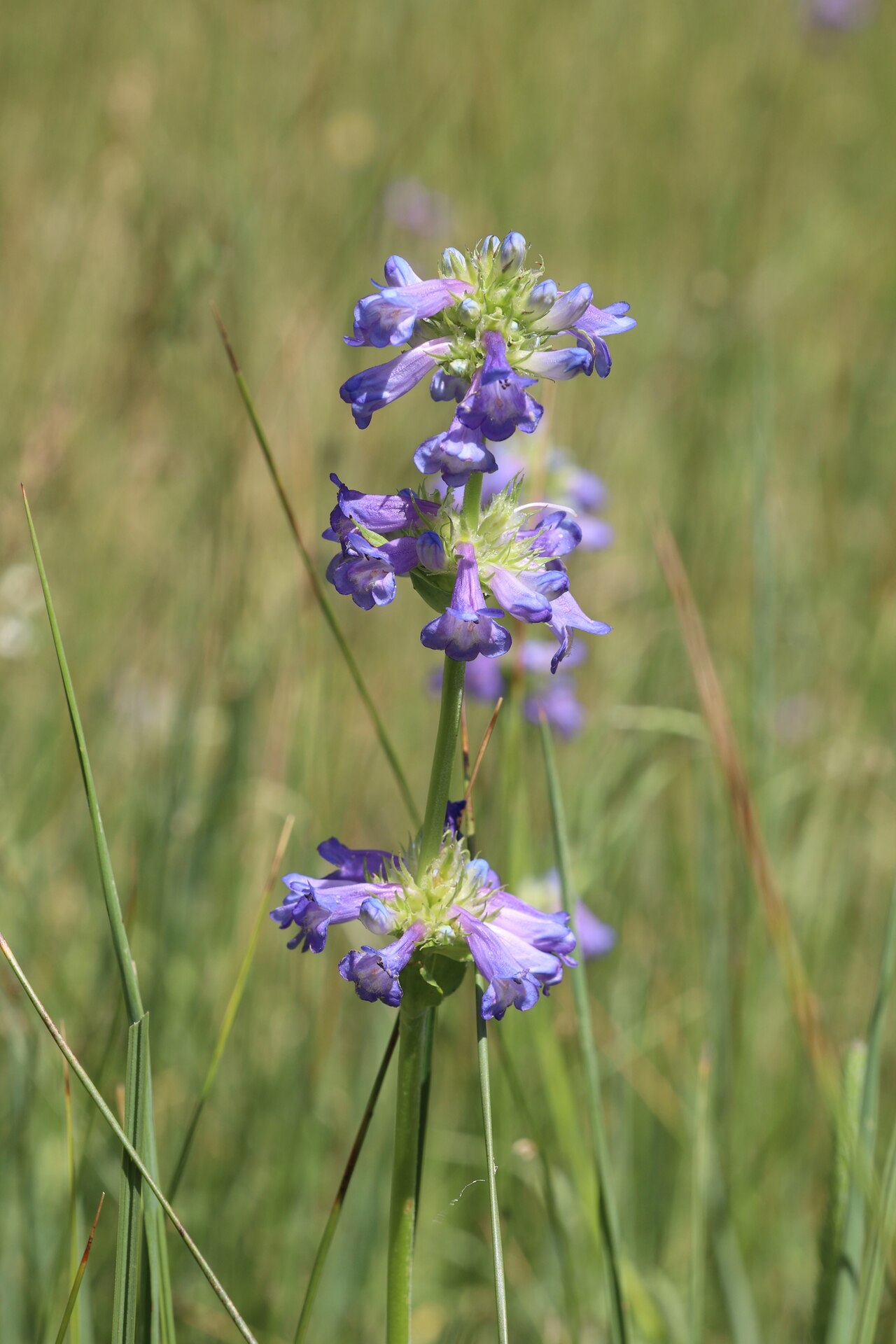 Rydberg’s Penstemon (Penstemon rydbergii) - PlantNative.org Rydberg’s penstemon flower stem in Valles Caldera National Preserve, New Mexico.