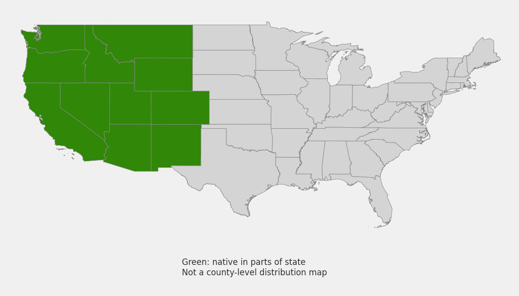 State-level native range of Penstemon rydbergii