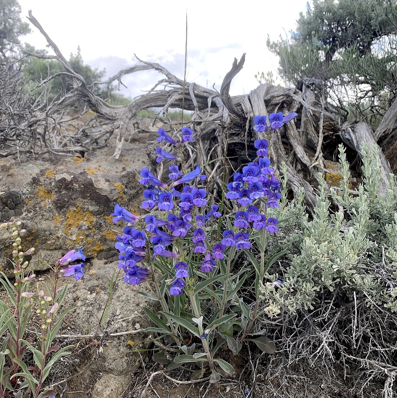 Royal penstemon flowering on an open rocky site in Humboldt County, Nevada.
