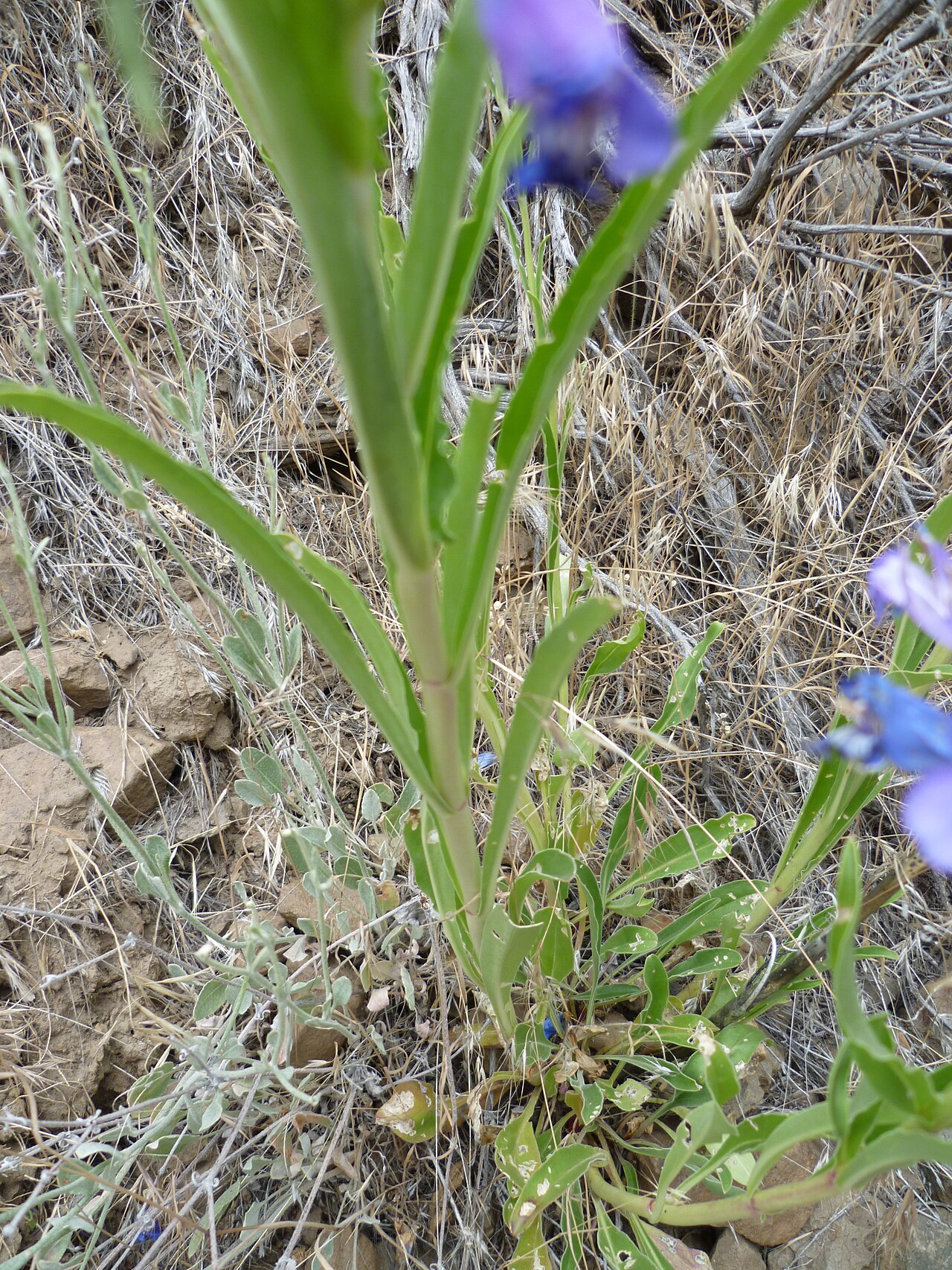 Opposite narrow leaves and lower stems of royal penstemon at Douglas Creek, Washington.