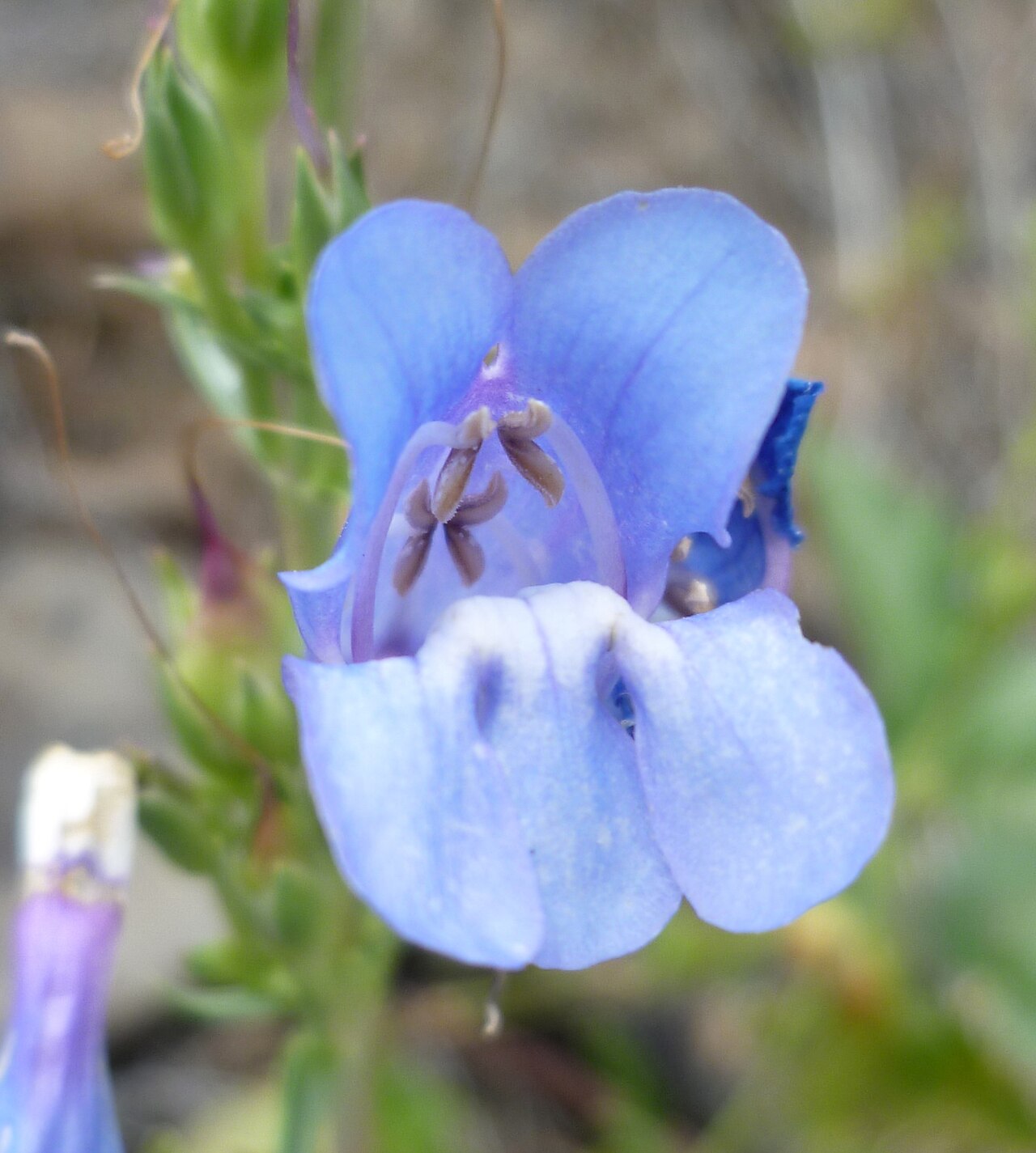 A close view of the blue two-lipped flower of royal penstemon at Douglas Creek, Washington.