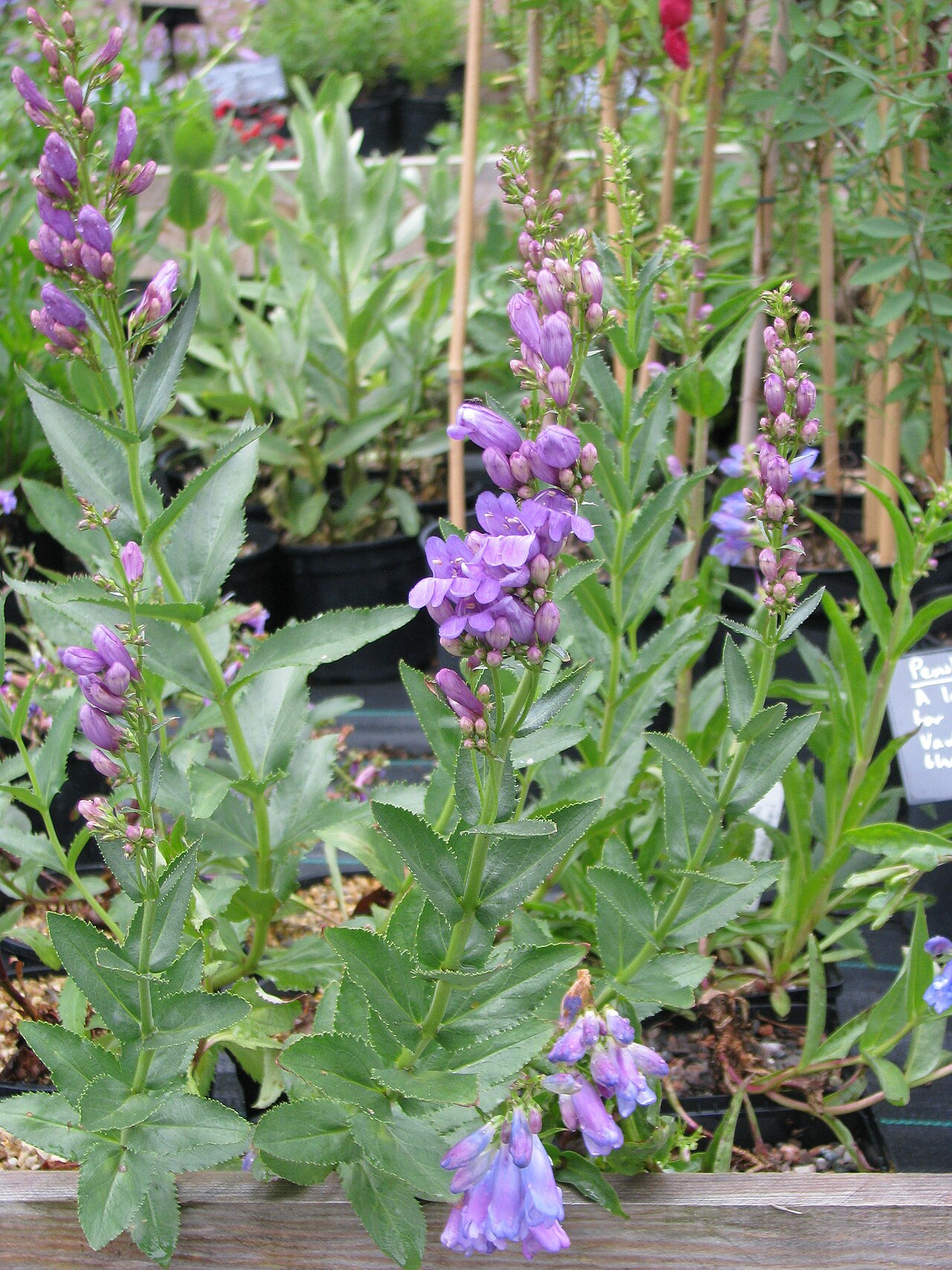 Lovely Penstemon (Penstemon venustus) - PlantNative.org Lovely penstemon flowering in cultivation, showing leafy upright stems.