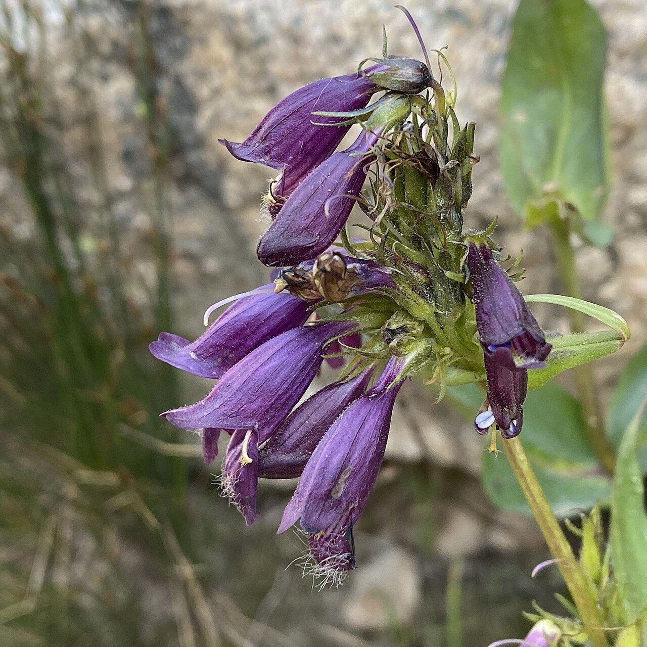 Whipple’s Penstemon (Penstemon whippleanus) - PlantNative.org Dusky purple Whipple’s penstemon flowers in Rocky Mountain National Park, Colorado.