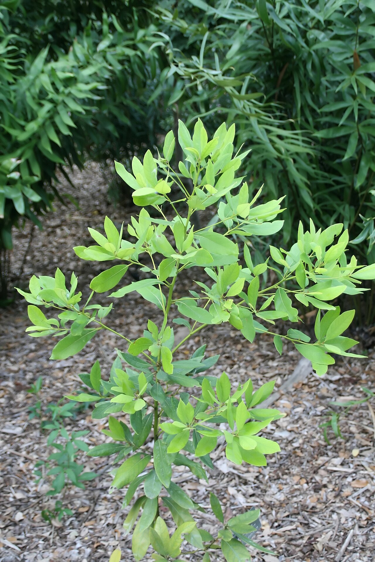 Red Bay (Persea borbonia) - PlantNative.org A young red bay at Fairchild Tropical Botanic Garden, showing branching and evergreen foliage.