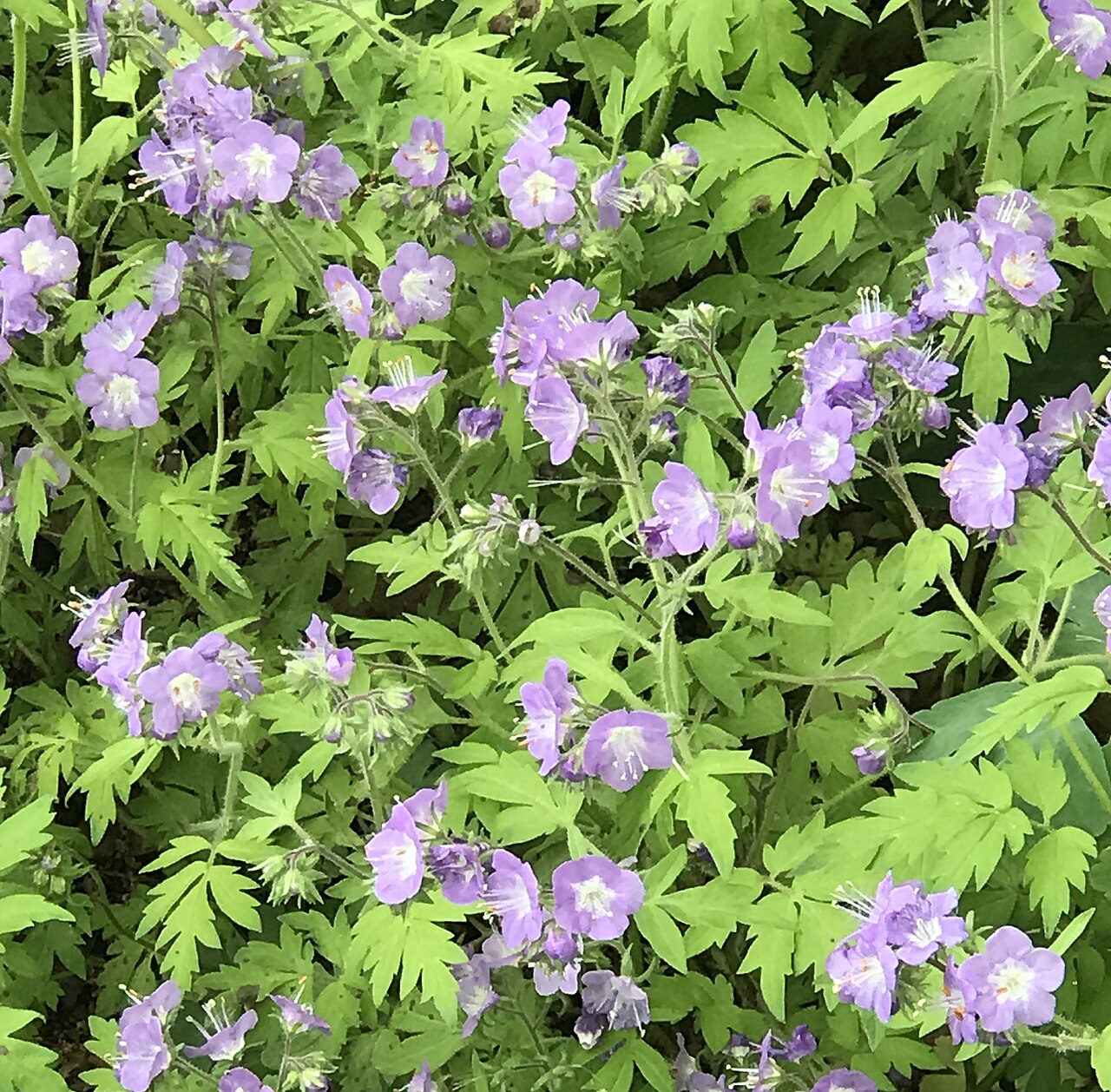 Fernleaf Phacelia (Phacelia bipinnatifida) - PlantNative.org Fernleaf phacelia flowering in the New York Botanical Garden; a cultivated planting