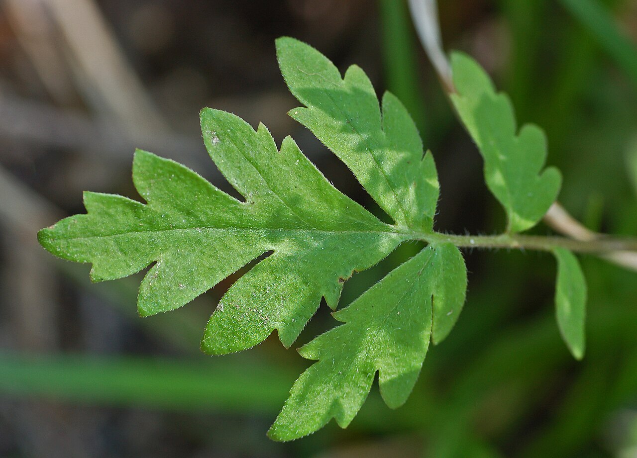 Fernleaf Phacelia (Phacelia bipinnatifida) - PlantNative.org Divided fernlike leaf photographed at Mt. Cuba Center