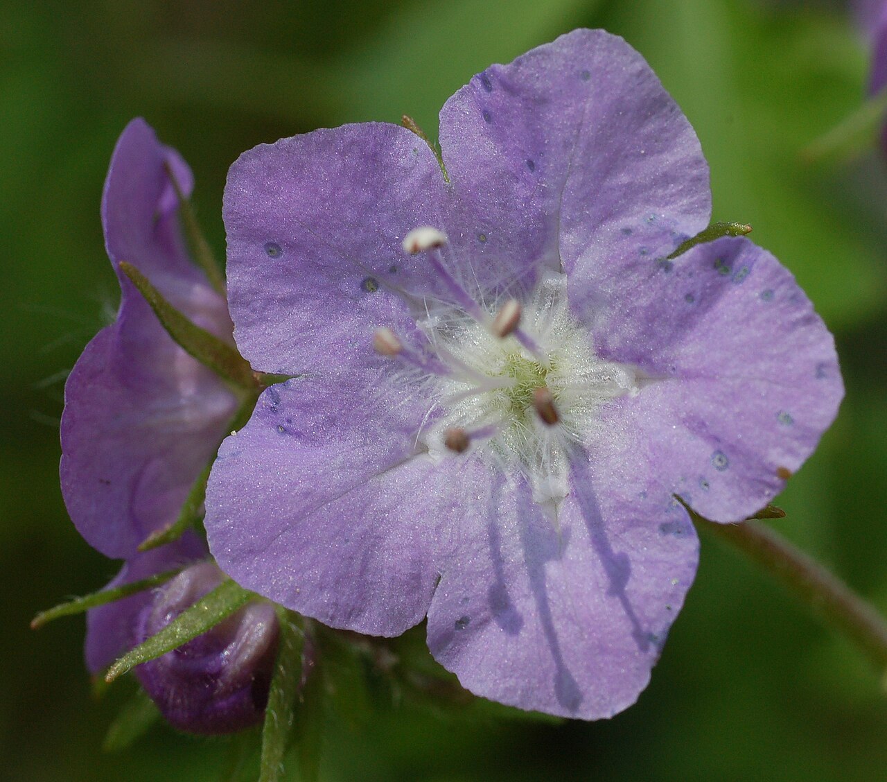Fernleaf Phacelia (Phacelia bipinnatifida) - PlantNative.org A five-lobed purple flower photographed at Mt. Cuba Center