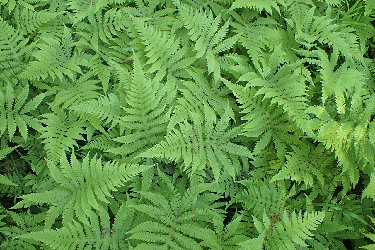 Long beech fern foliage in a Polish arboretum; the lowermost leaflets angle away from the rest of the frond.