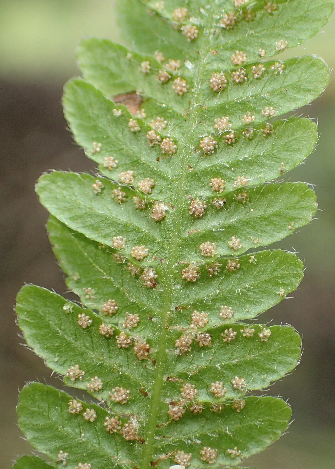 Spore-bearing sori on the underside of a long beech fern frond, photographed in northwestern Poland.