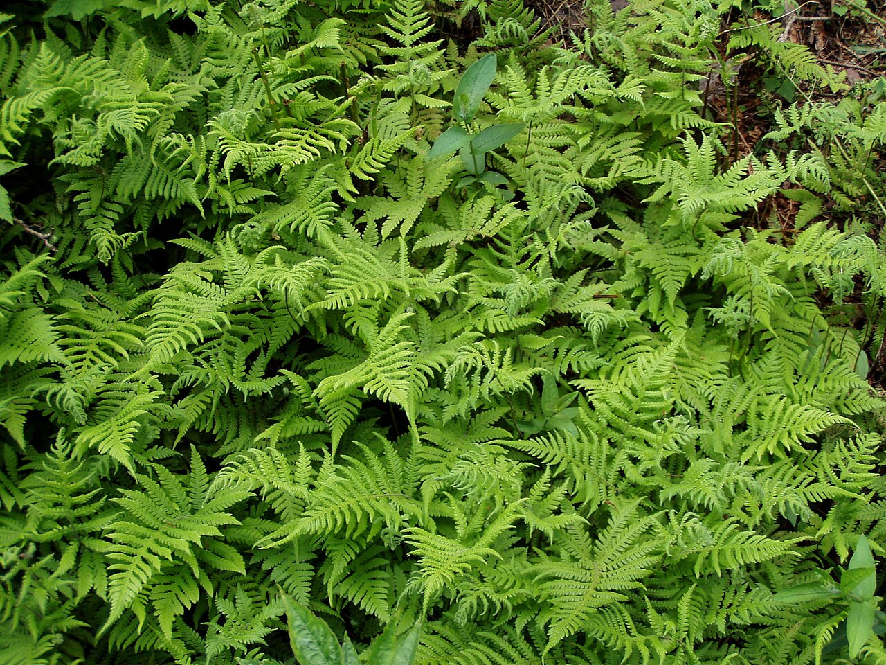 A colony of long beech fern on a forest floor in Carinthia, Austria. This species is native across parts of the Northern Hemisphere.
