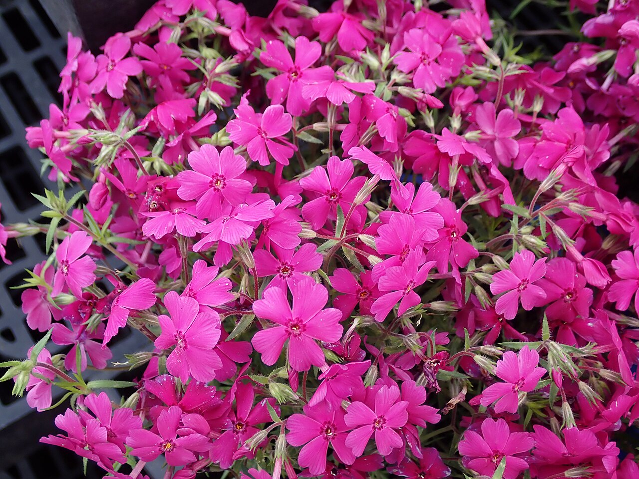 Moss Phlox (Phlox subulata) - PlantNative.org Cultivated moss phlox with pink flowers and narrow foliage; not a documented wild population.