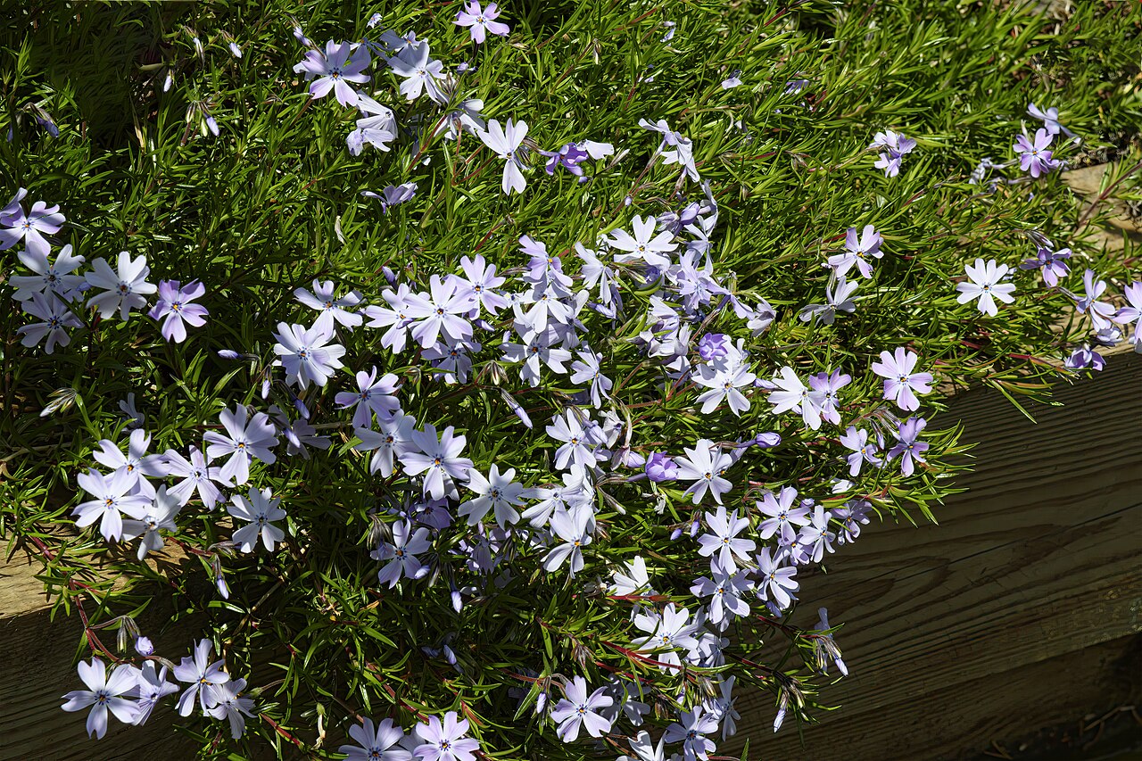 Moss Phlox (Phlox subulata) - PlantNative.org Phlox subulata ‘Emerald Cushion Blue’ in cultivation at Les Martels, France.