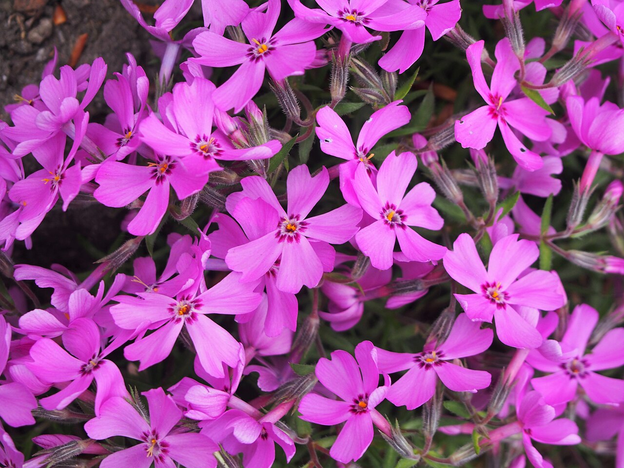 Moss Phlox (Phlox subulata) - PlantNative.org Cultivated Phlox subulata in flower at Wrocław University Botanical Garden, Poland.