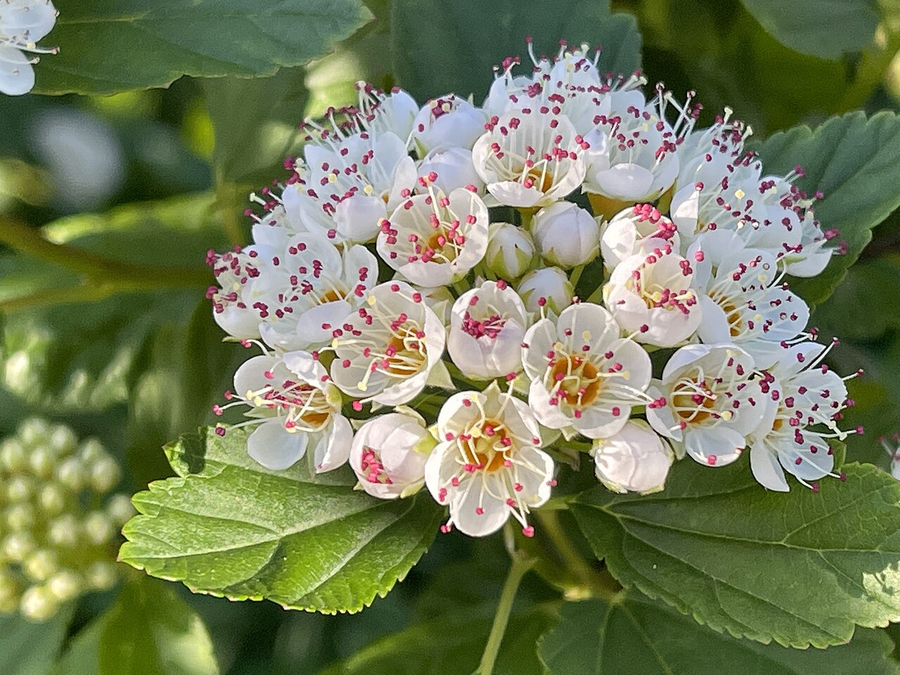 Common Ninebark (Physocarpus opulifolius) - PlantNative.org White and pink-tinged common ninebark flowers photographed in Québec, Canada.