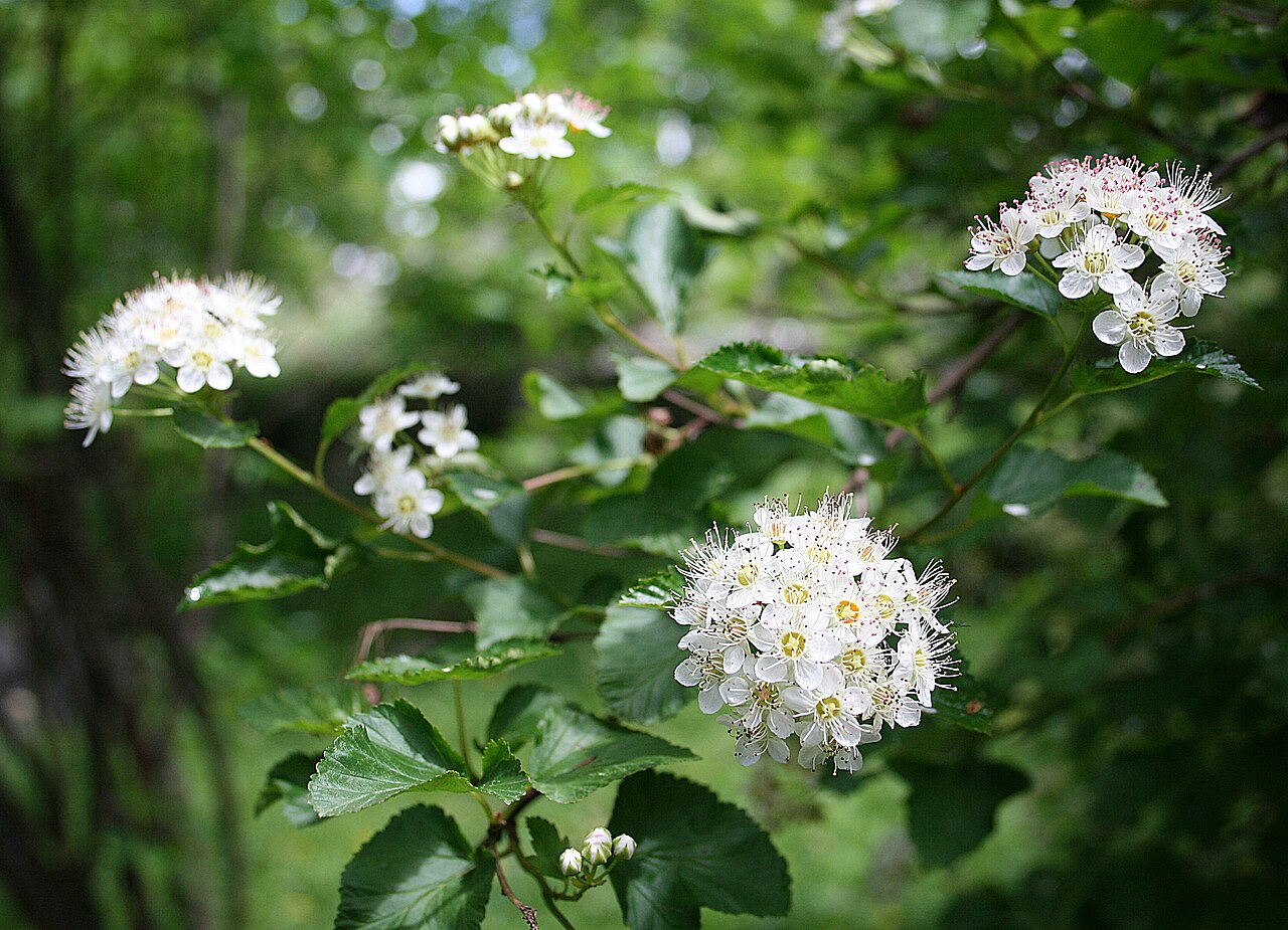 Common Ninebark (Physocarpus opulifolius) - PlantNative.org Green-leaved Physocarpus opulifolius flowering in cultivation at Samoëns, France.