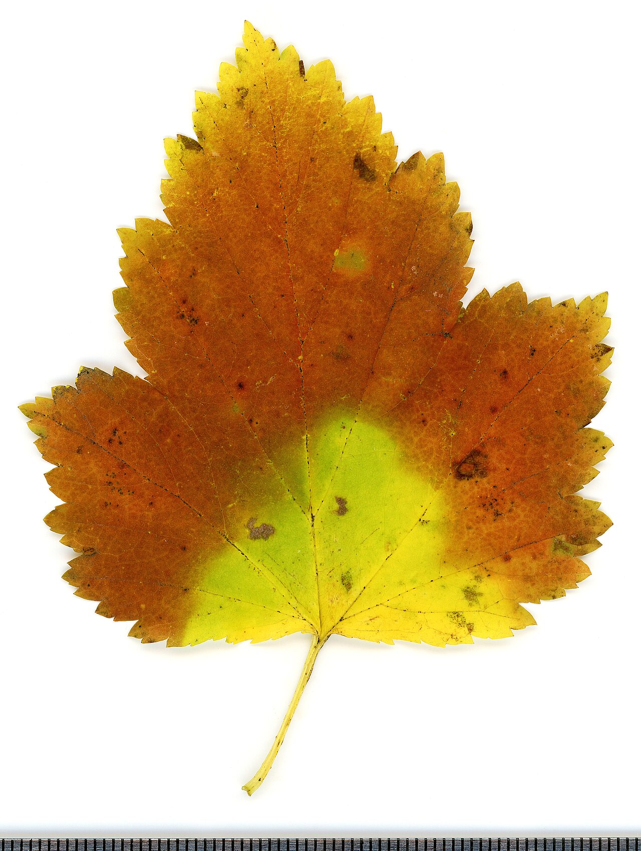 Common Ninebark (Physocarpus opulifolius) - PlantNative.org An autumn ninebark leaf from a cultivated specimen in Elektrostal, Russia, showing lobes and toothed margins; unaltered scan.
