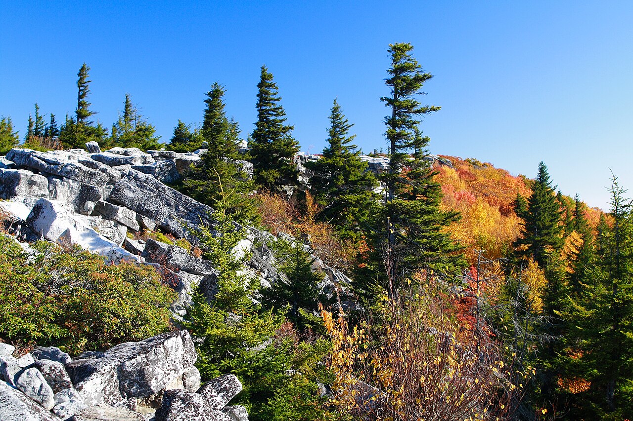 Red spruce in a rocky highland setting at Bear Rocks, West Virginia.