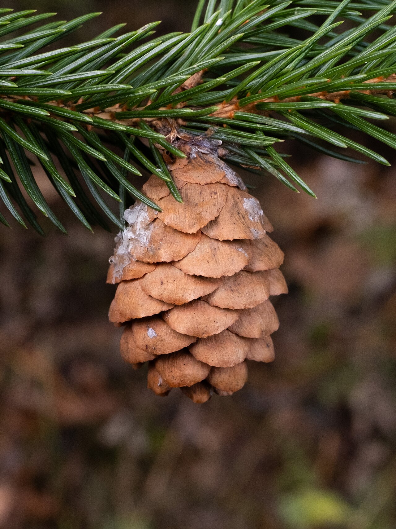A hanging red spruce cone with rounded scales and short individually attached needles.