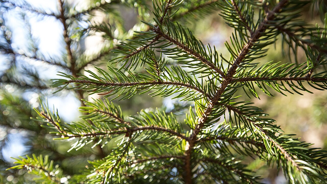 Red spruce foliage photographed by the National Park Service in Shenandoah National Park.