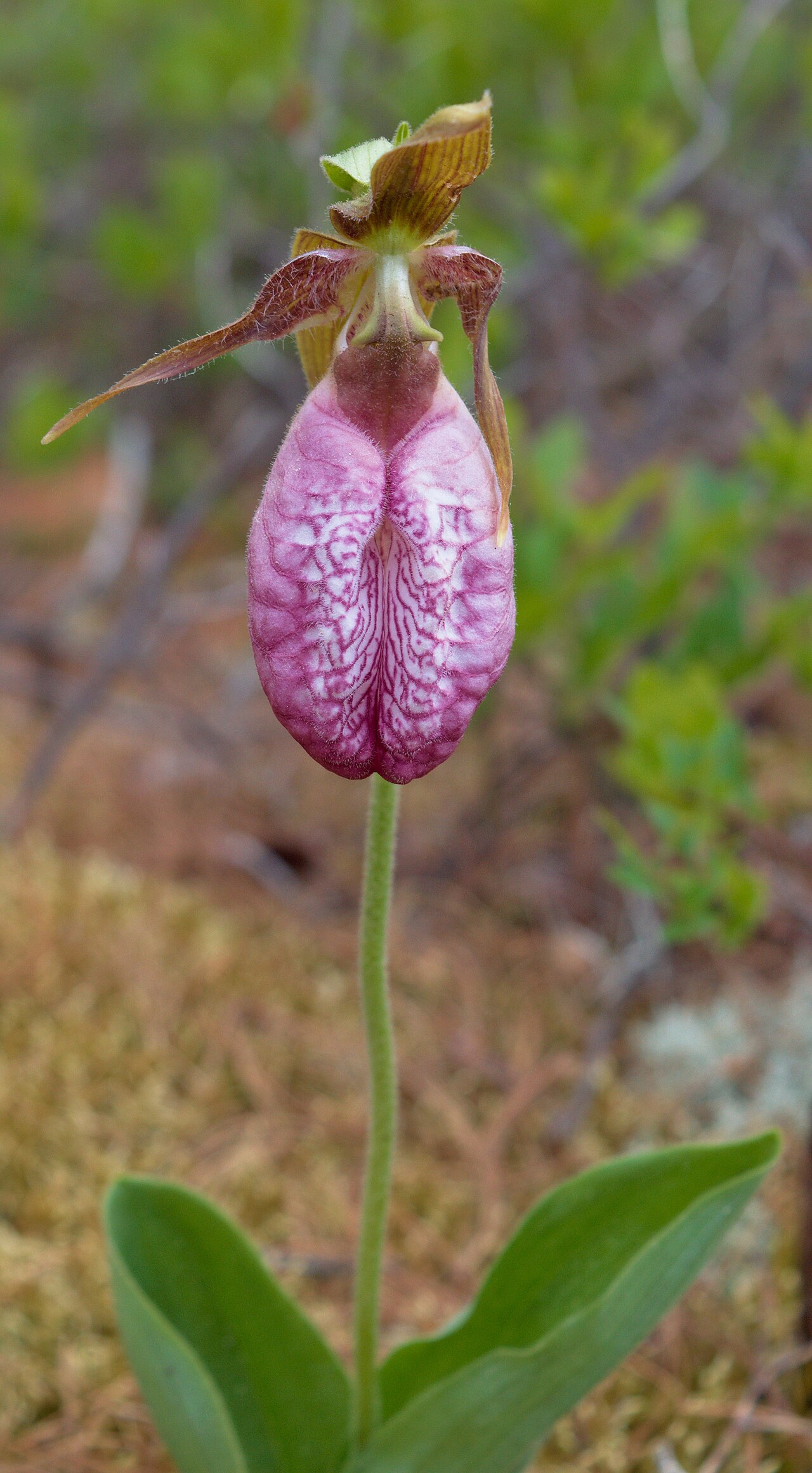 Pink Lady’s Slipper (Cypripedium acaule) - PlantNative.org Pink Lady’s Slipper (Cypripedium acaule): flower front