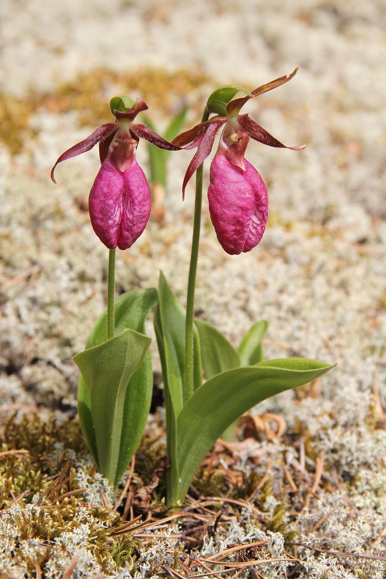 Pink Lady’s Slipper (Cypripedium acaule) - PlantNative.org Pink Lady’s Slipper (Cypripedium acaule): hero pair in bloom