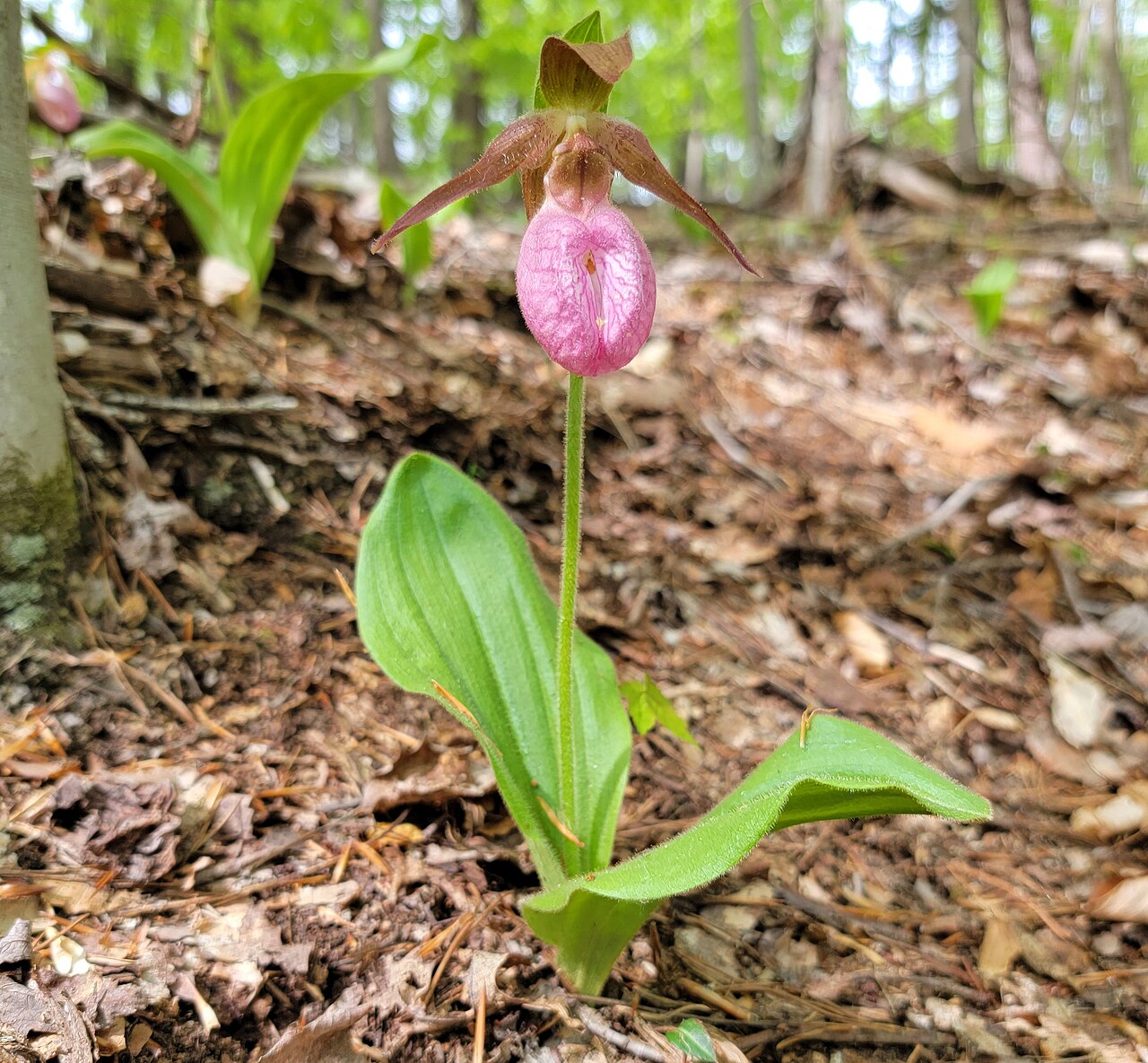 Pink Lady’s Slipper (Cypripedium acaule) - PlantNative.org Pink Lady’s Slipper (Cypripedium acaule): plant with leaves