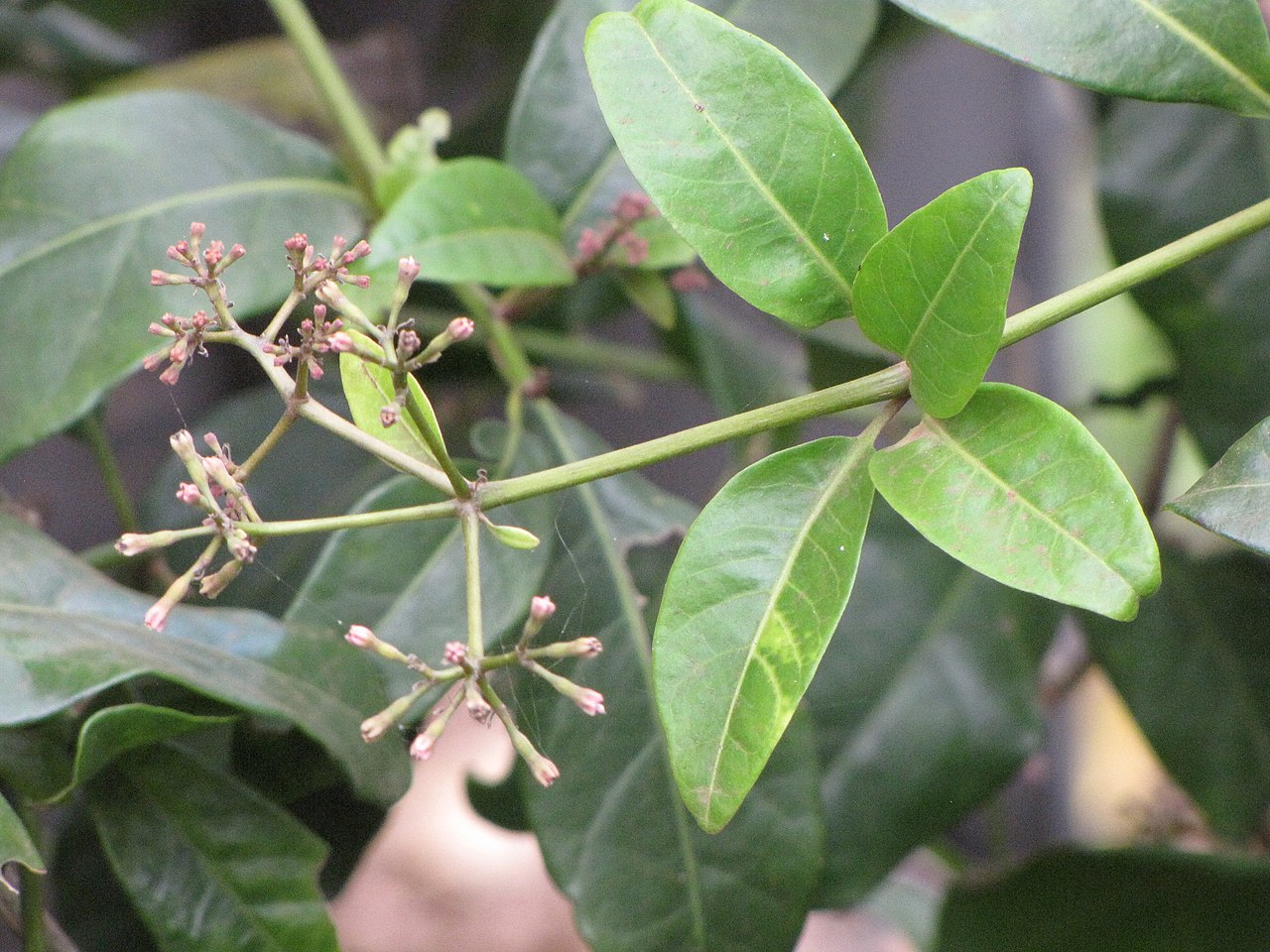 Pāpala Kēpau (Ceodes brunoniana) - PlantNative.org Pāpala kēpau foliage and small branching flower clusters on Maui