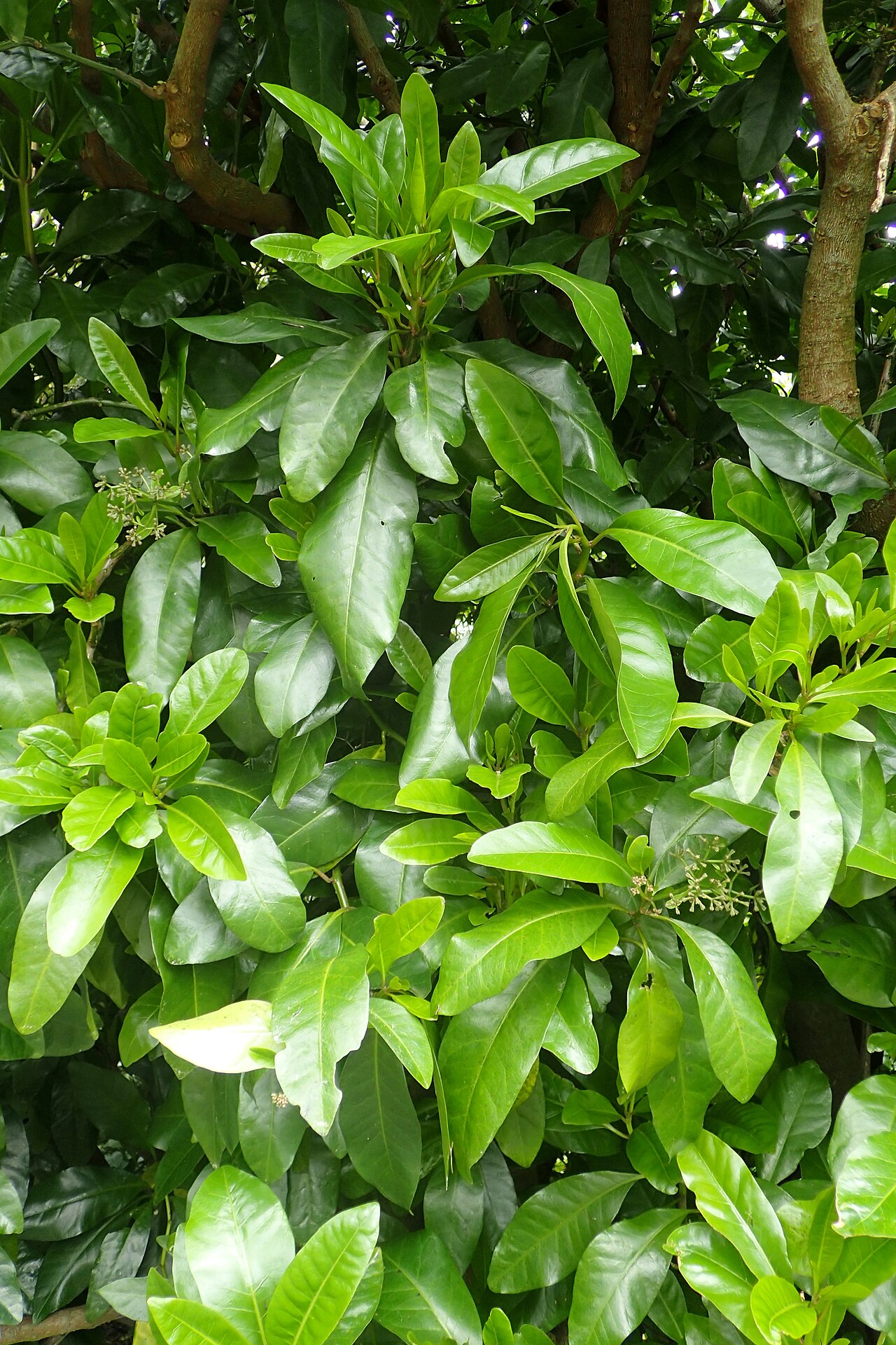Pāpala Kēpau (Ceodes brunoniana) - PlantNative.org Glossy pāpala kēpau foliage in Auckland Botanic Gardens