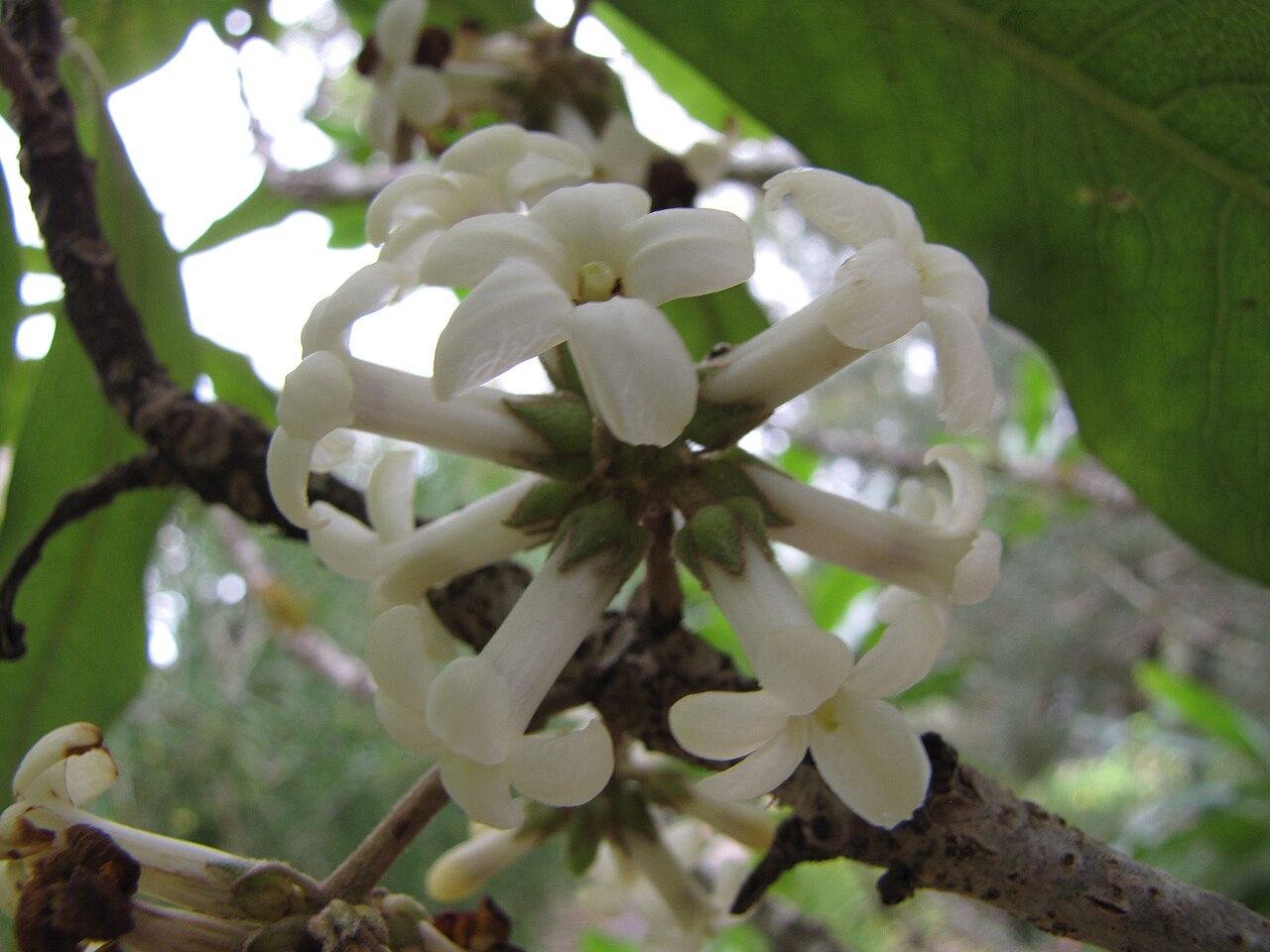 Hōʻawa (Pittosporum hosmeri) - PlantNative.org Creamy white hōʻawa flowers on a branch
