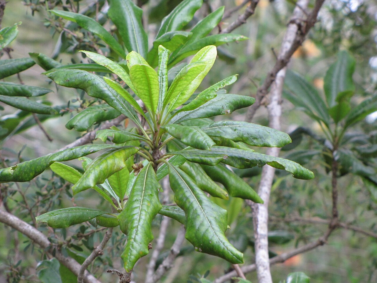 Hōʻawa (Pittosporum hosmeri) - PlantNative.org Long hōʻawa leaves clustered near a shoot tip