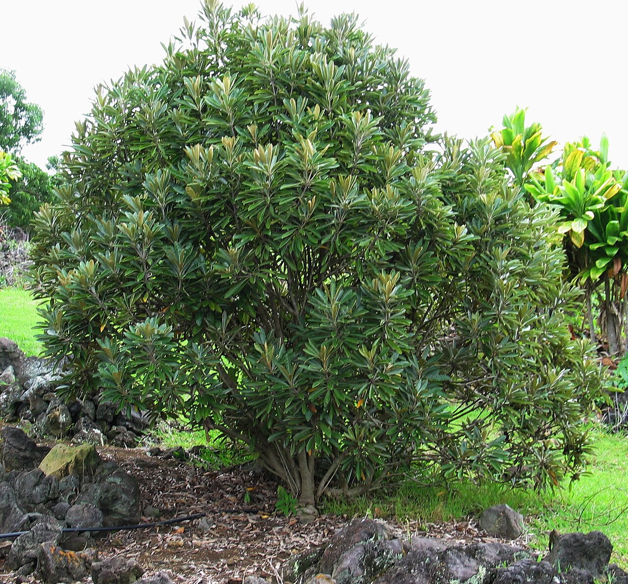 Hōʻawa (Pittosporum hosmeri) - PlantNative.org Hōʻawa growing as a dense small landscape tree