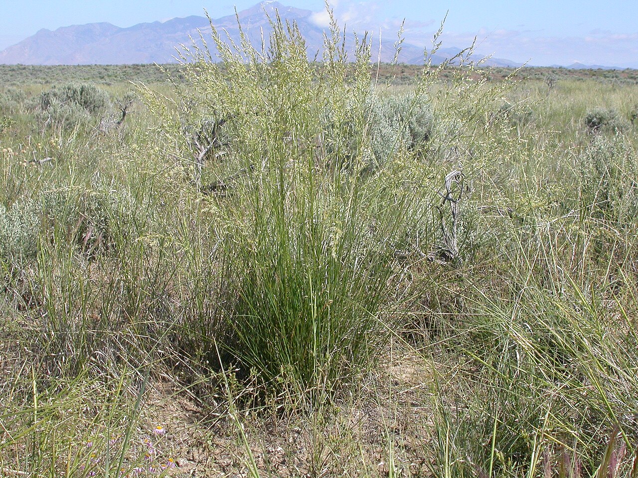Sandberg Bluegrass (Poa secunda) - PlantNative.org Sandberg bluegrass in Idaho sagebrush-steppe vegetation.