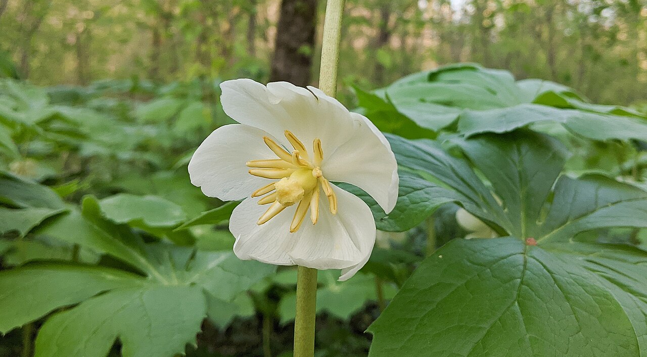 Mayapple (Podophyllum peltatum) - PlantNative.org A white mayapple flower beneath the umbrella-like leaves.