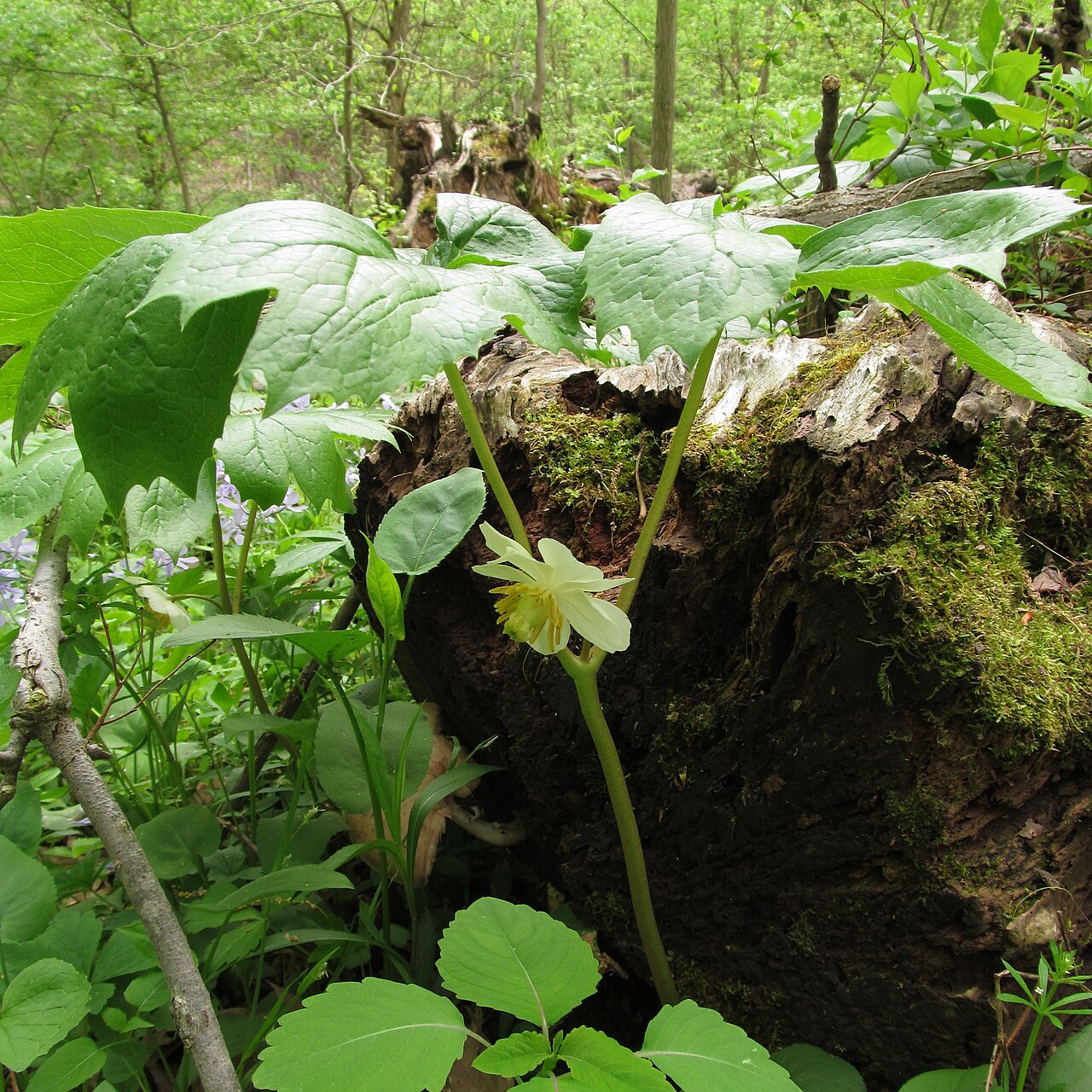 Mayapple (Podophyllum peltatum) - PlantNative.org Mayapple’s two-leaf flowering shoot in a woodland setting.