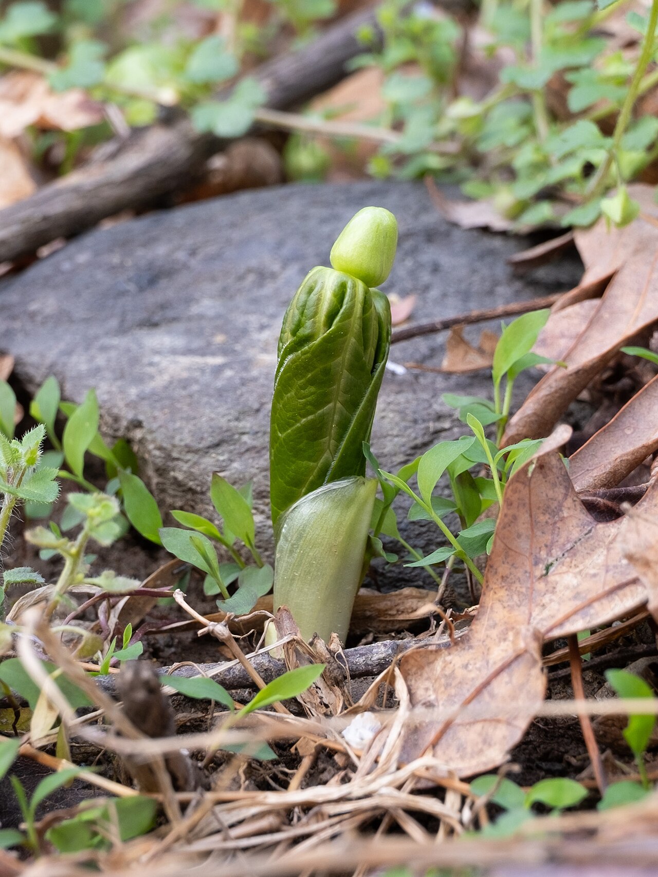 Mayapple (Podophyllum peltatum) - PlantNative.org A folded mayapple shoot emerging in spring before its leaves open.