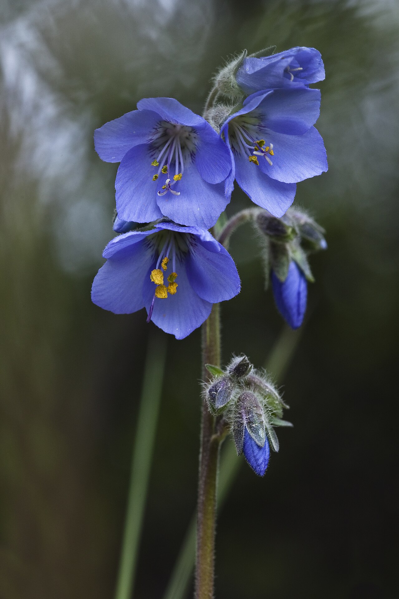 Tall Jacob’s-ladder flowering in Denali National Park and Preserve, Alaska.