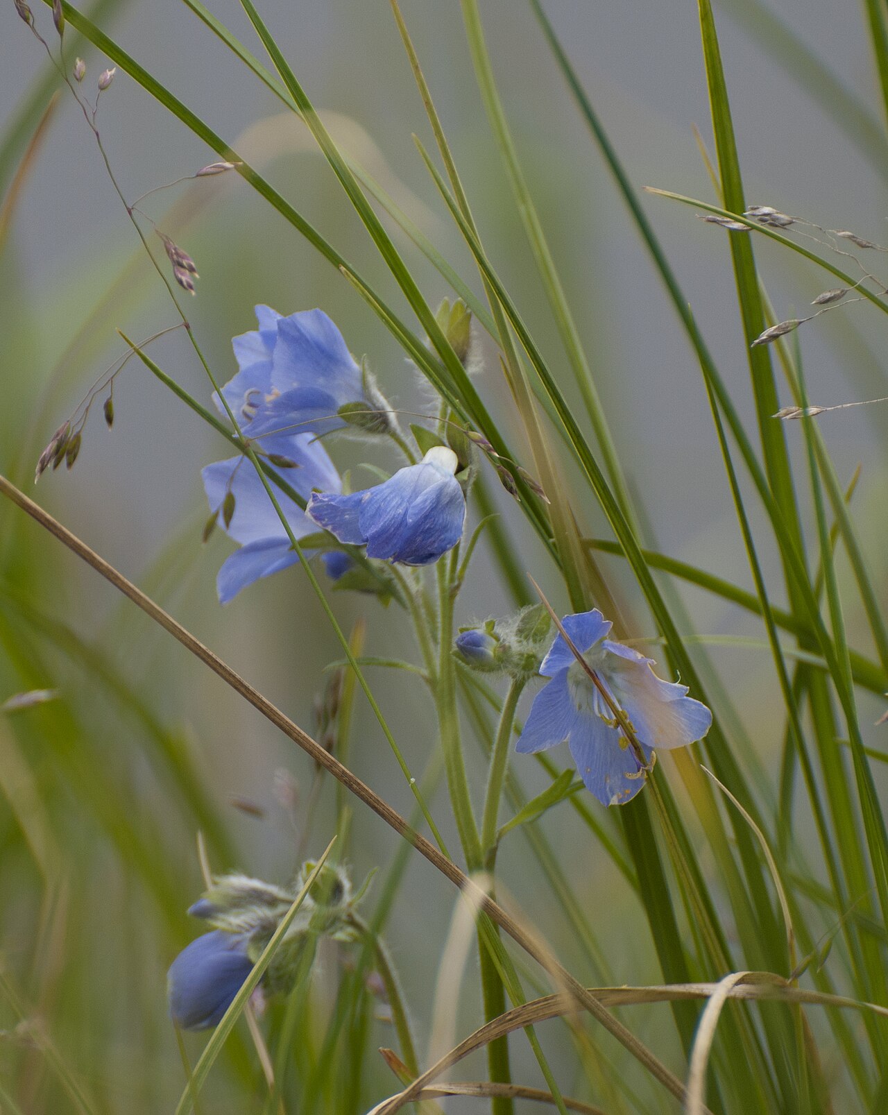 Tall Jacob’s-ladder near Ikpek Lagoon on Alaska’s coast.