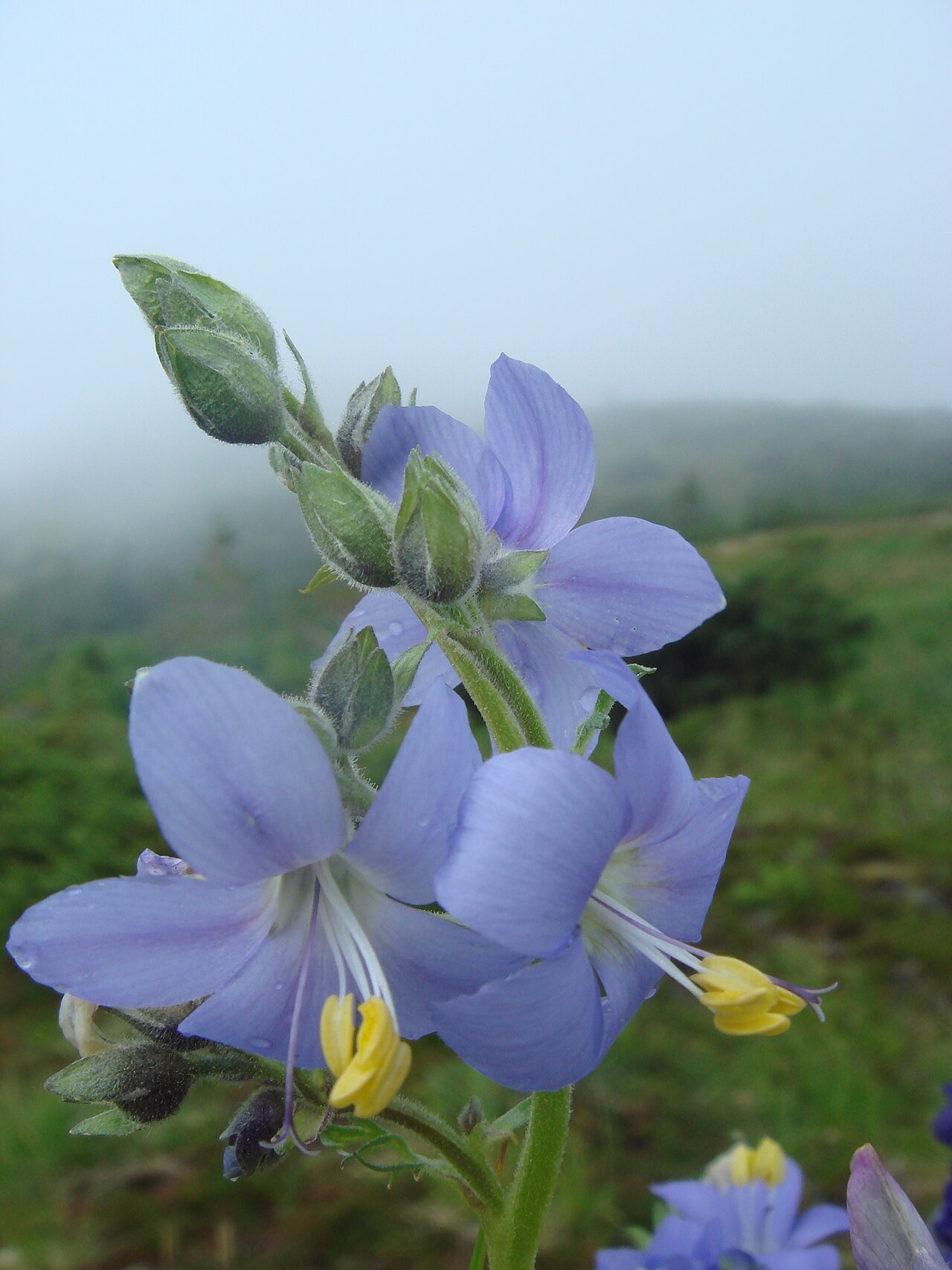 Tall Jacob’s-ladder on Raspberry Island in the Kodiak Archipelago, Alaska.