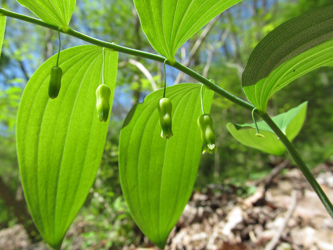 Hairy Solomon's Seal (Polygonatum pubescens) - PlantNative.org Hairy Solomon’s Seal (Polygonatum pubescens) blooming in the Kane Woods Nature Area, Scott Township, Allegheny County, Pennsylvania