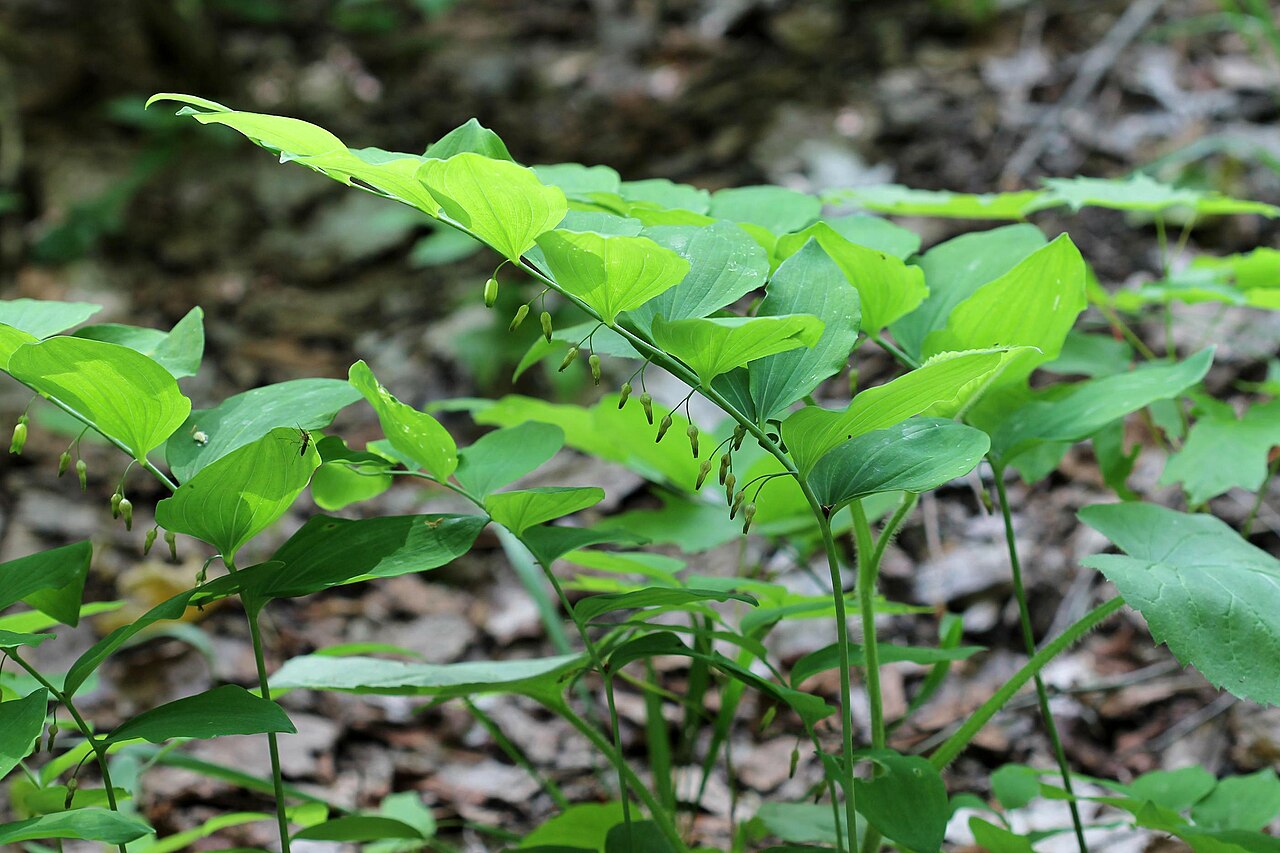 Hairy Solomon's Seal (Polygonatum pubescens) - PlantNative.org hairy Solomon's seal