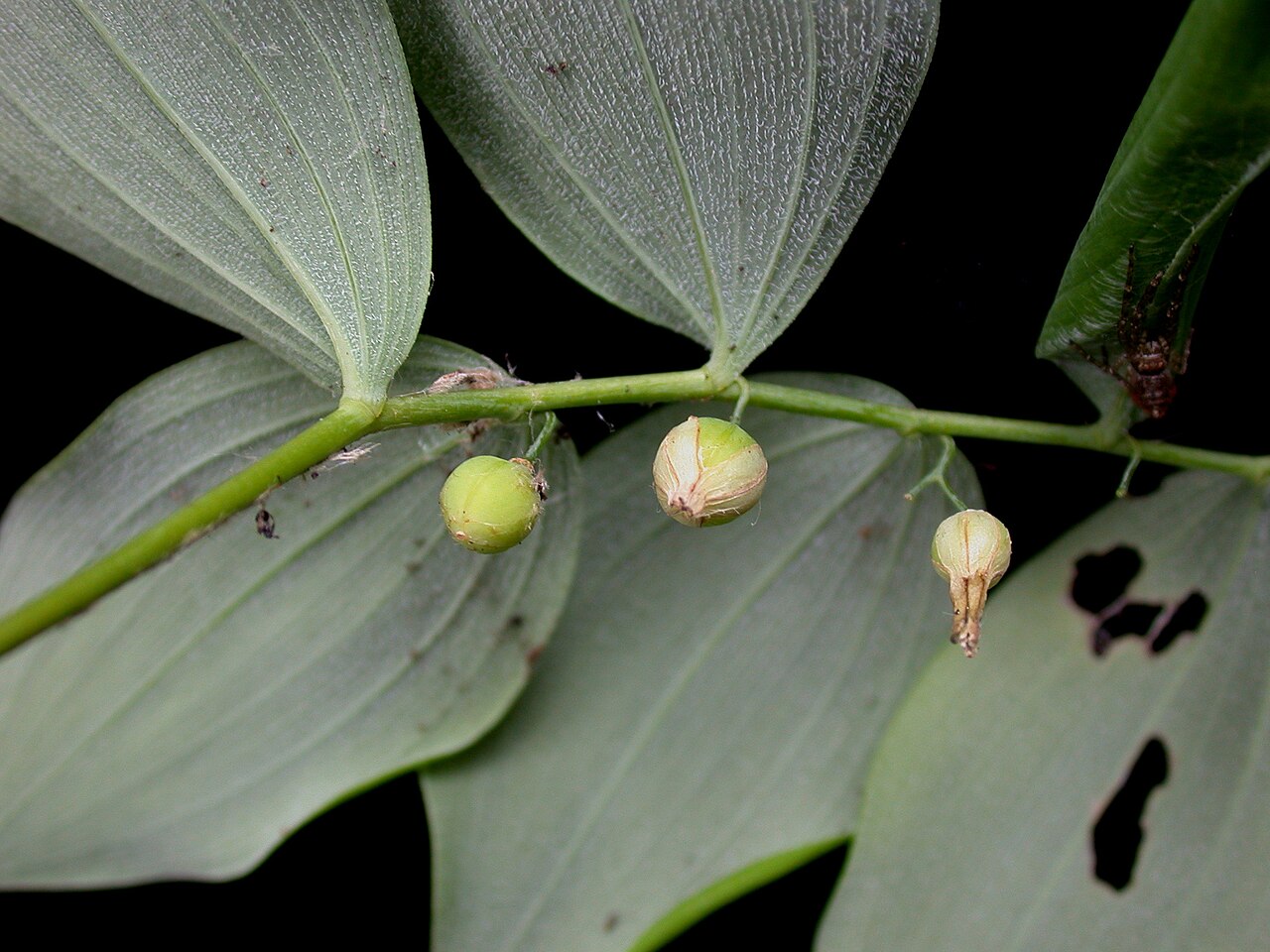 Hairy Solomon's Seal (Polygonatum pubescens) - PlantNative.org Nom français : sceau-de-Salomon pubescent. Nom anglais : hairy Solomon's seal. Tige, feuilles et jeunes Infrutescence (fruits) de sceau-de-Salomon pubescent.