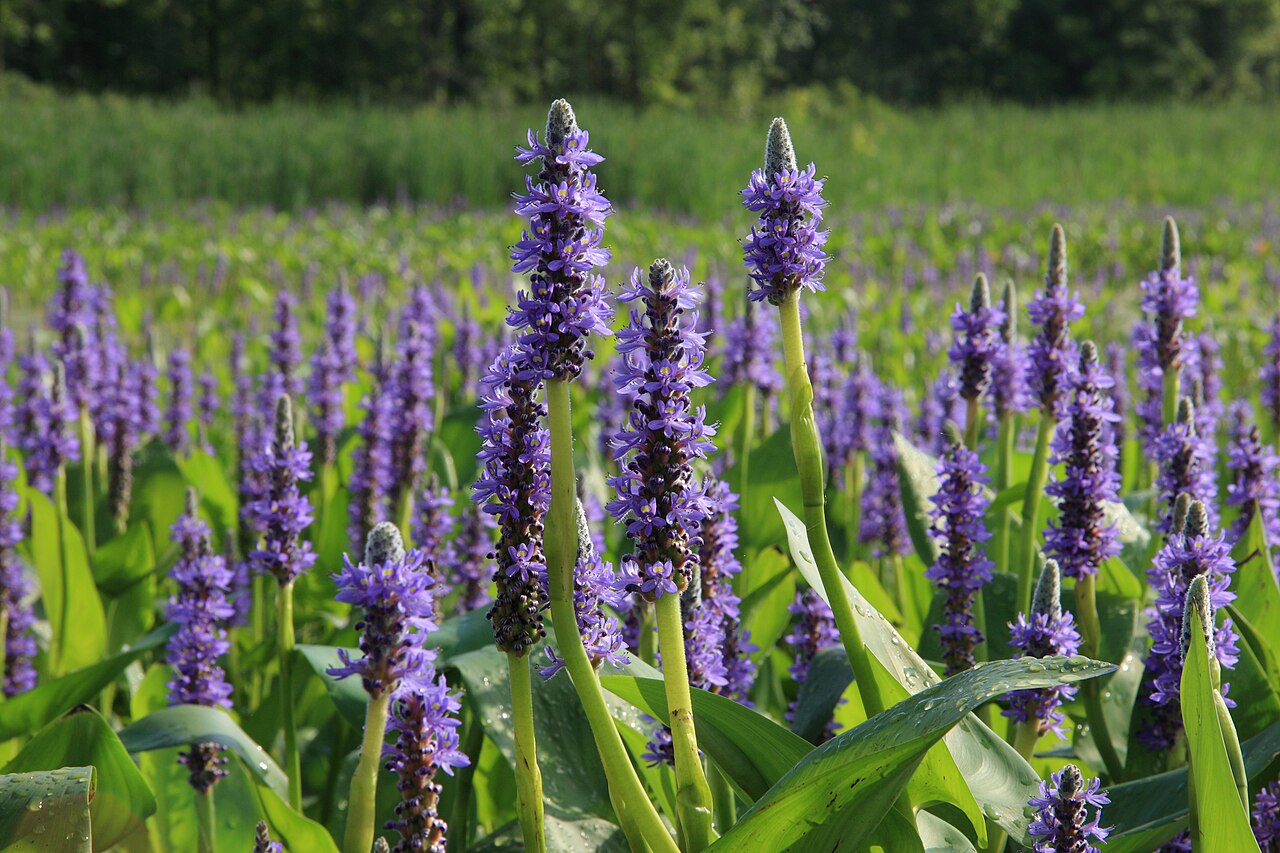 Pickerelweed (Pontederia cordata) - PlantNative.org Pickerelweed flowering along a freshwater edge in Plaisance National Park, Quebec.