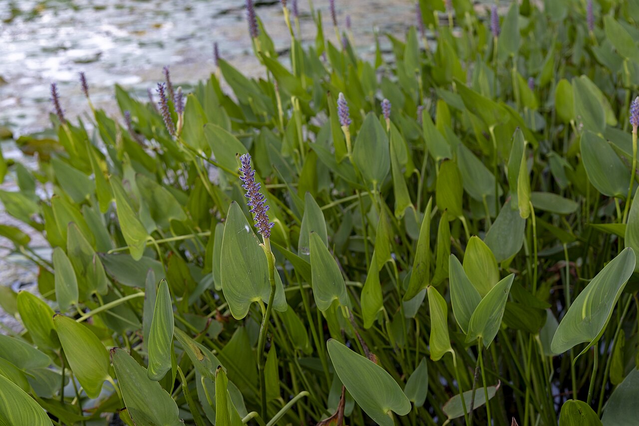 Pickerelweed (Pontederia cordata) - PlantNative.org Upright pickerelweed leaves and flower stems at Slate Run Metro Park.