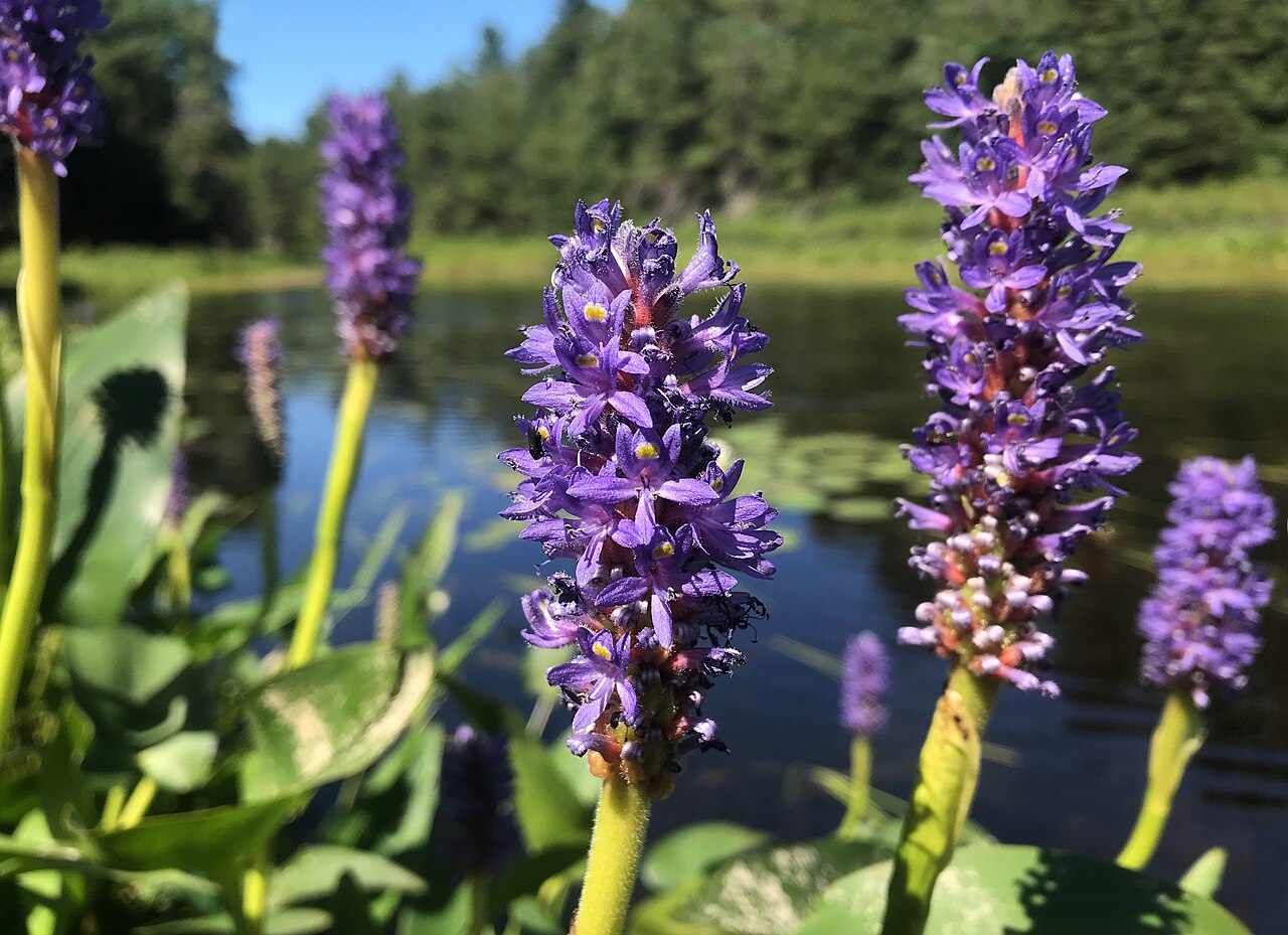 Pickerelweed (Pontederia cordata) - PlantNative.org Blue-violet pickerelweed spikes in Ontario’s Parry Sound District.