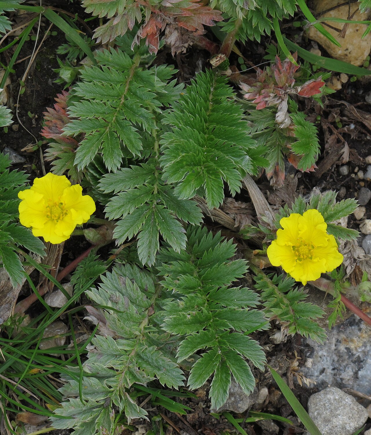 Common silverweed flowers and divided leaves in Gammertingen-Mariaberg, Germany. The species is native across parts of the Northern Hemisphere.