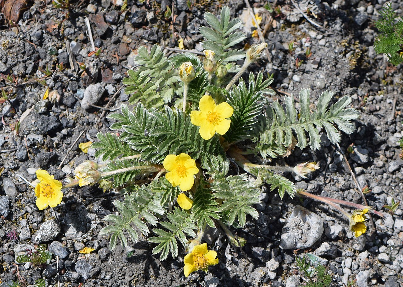 Silvery foliage and yellow flowers of common silverweed in northwestern Poland.