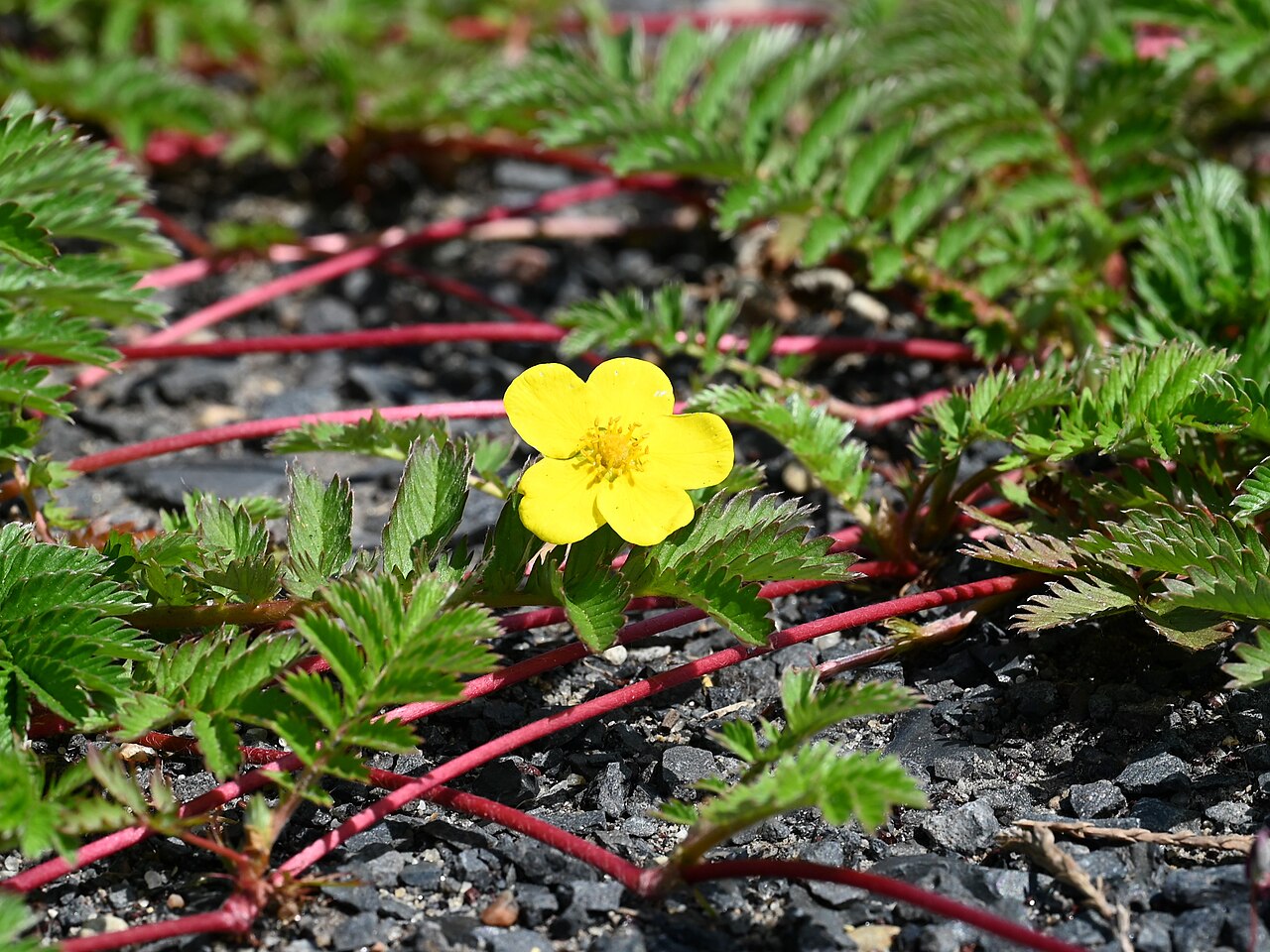 Common silverweed growth in Kikorze, northwestern Poland.