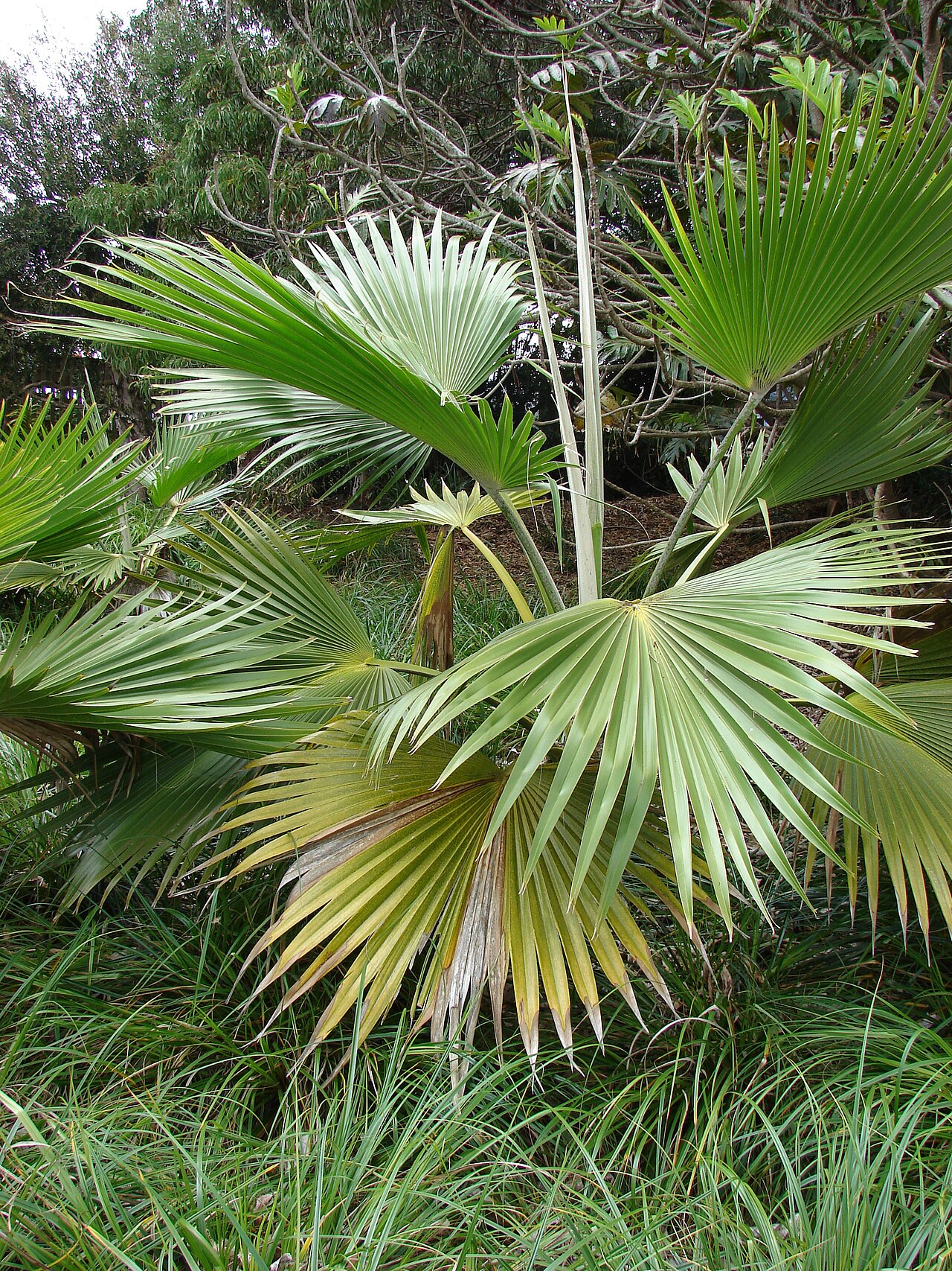 Pleated fan leaves of a young loulu lelo cultivated on Maui